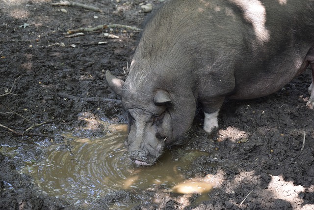 格兰首秀不 格兰首秀不